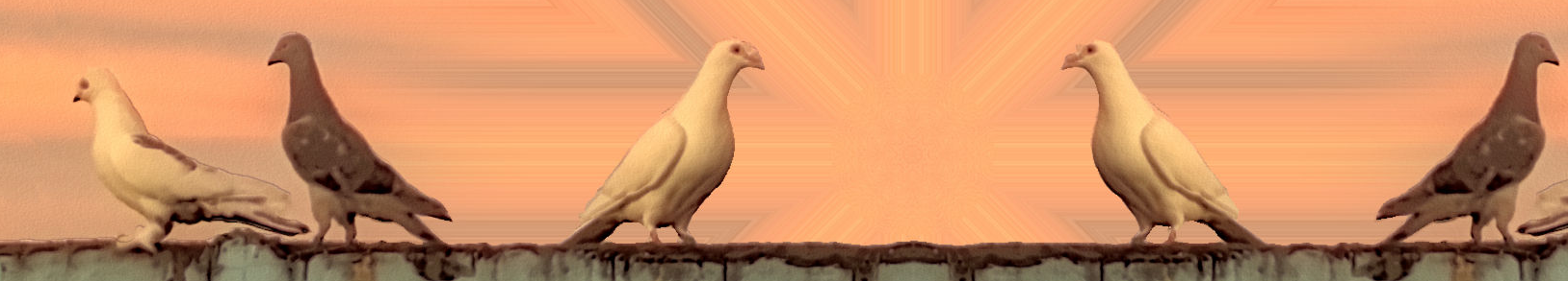 pigeonbanner