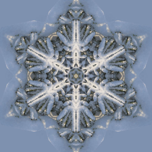 Snow On Spruce (Snowflaked), 