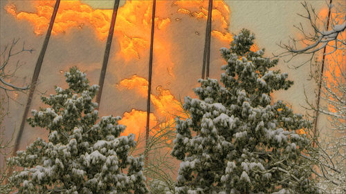 Light And Power And Trees, SackJo22's Light And Power with Kara's Snowy Pine Tree