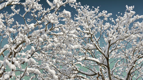 Snowy Treetops 01, 