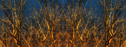 Golden Treetops, 