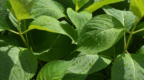 hydrangea leaves, 