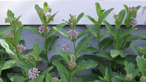 milkweed, 