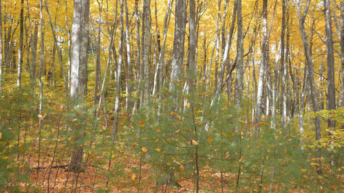 Nagog Hill trail, fall, 