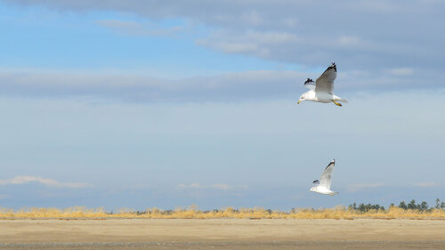 seagulls, 