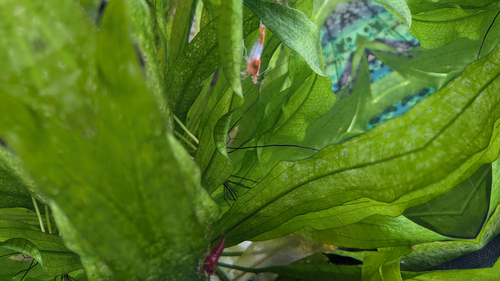 Shrimp!, Aquatic shrimp