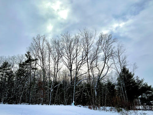December Landscape, trees snow and sky