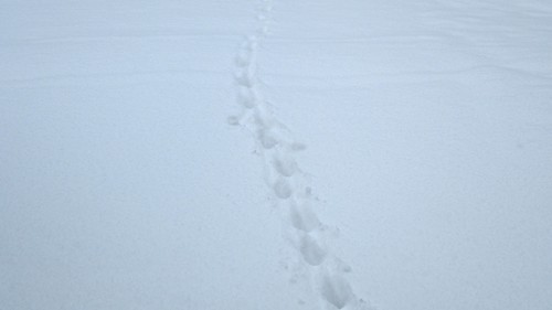 Cat Tracks in Snow, Our neighbor's cat spends a lot of time in our yard... even when it's snowy!