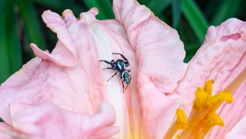 Emerald Jumping Spider